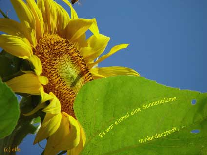 Es war einmal eine Sonnenblume in Norderstedt