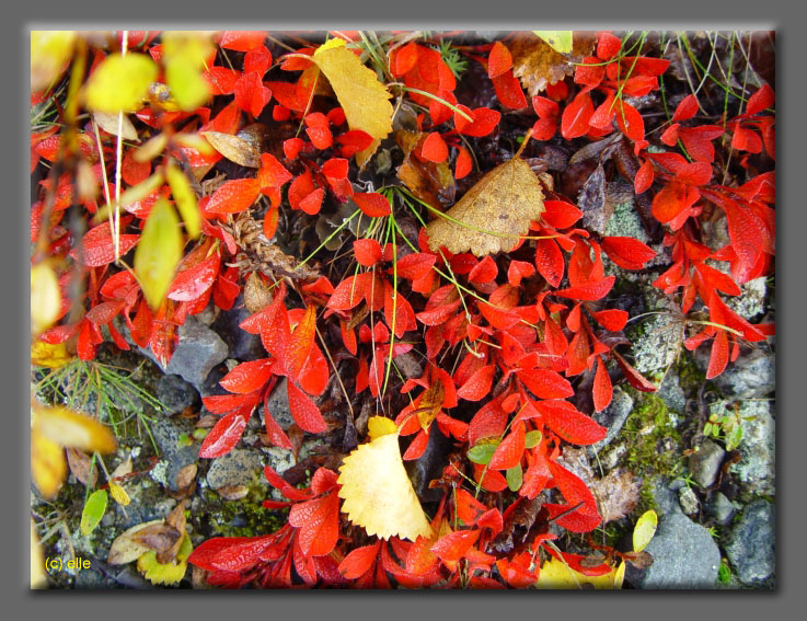 Lappland im Herbst 2003 - Elles Sicht
