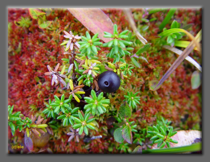 Lappland im Herbst 2003 - Elles Sicht