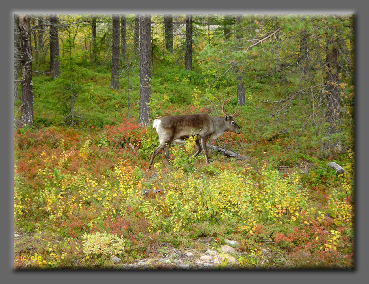 Lappland im Herbst 2003 - Elles Sicht