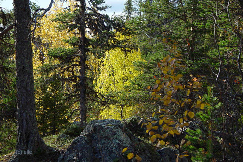 Masugnsbyn - Naturreservat mit Canyon