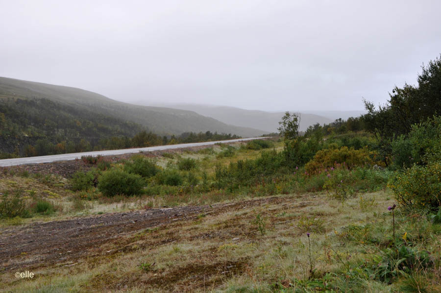 Straße 890 Kongsfjordfjell