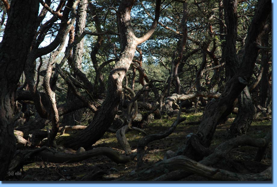 Trollskogsstigen, Trollskogen, Trollwald