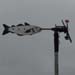 Fisch mit Windrad; Fisch