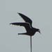 Fliegende M�ve; M�ve