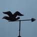 Fliegende M�ve; M�ve