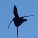 Vogel, Watvogel, Gro�er Brachvogel