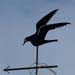 Fliegende M�ve; M�ve