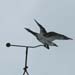 Fliegende Wildgans; Gans