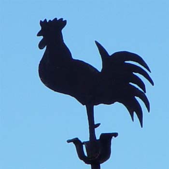Hahn mit stolzer Brust