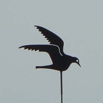 Fliegende M�ve; M�ve