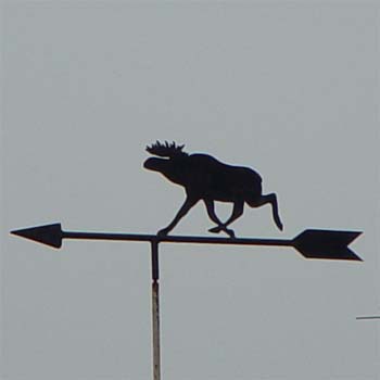 Laufender Elch; Elch