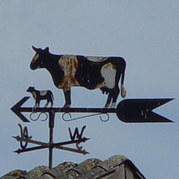 Schwarz-wei�e Kuh mit Kalb, Kuh, Kalb
