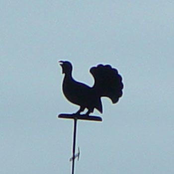 Auerhahn