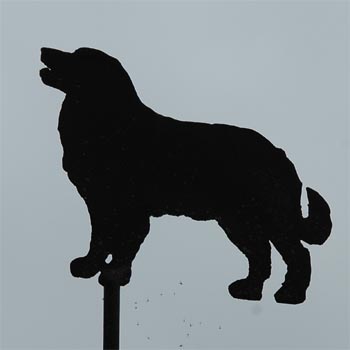 Hund