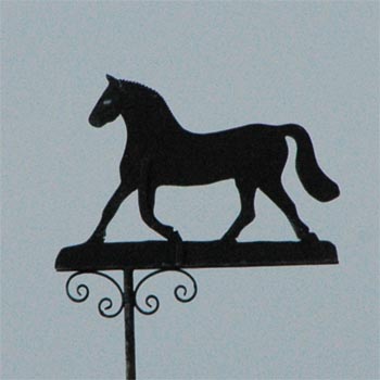 Pferd, laufend
