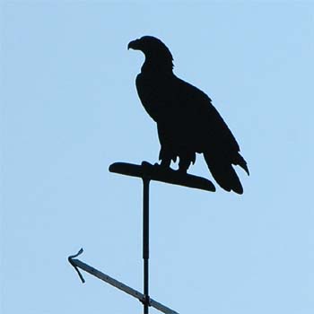 Vogel, Seeadler