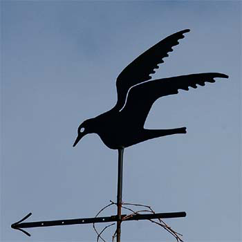 Fliegende M�ve; M�ve