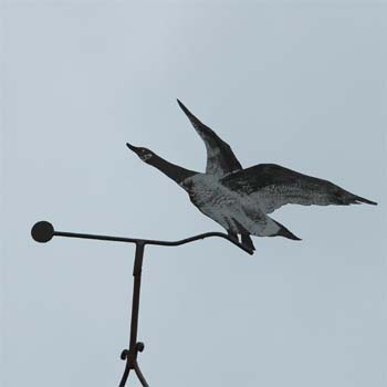 Fliegende Wildgans; Gans